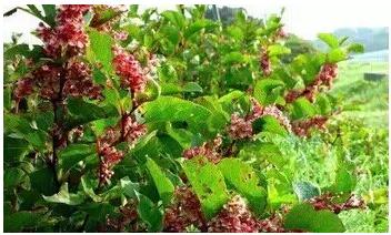 白藜芦醇功效大汇集-视频